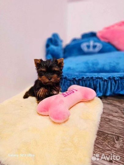 Щенки Йоркширского терьера мини