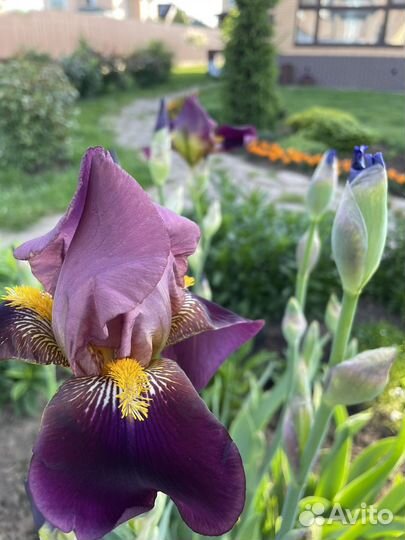 Ирисы бородатые