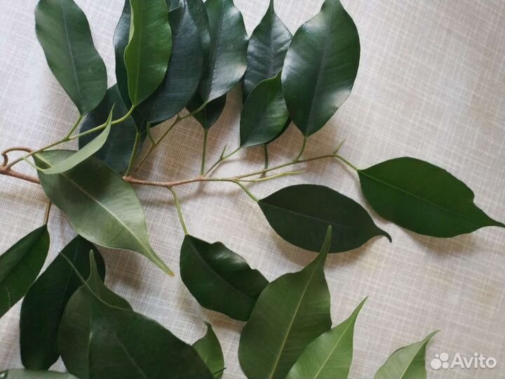 Фикус бенджамина