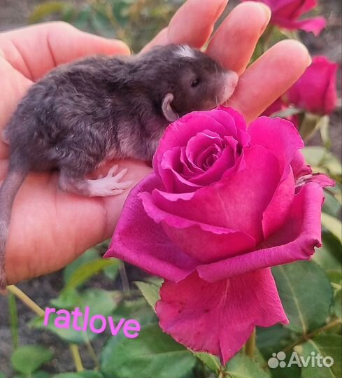 Крысята малыши кудряши