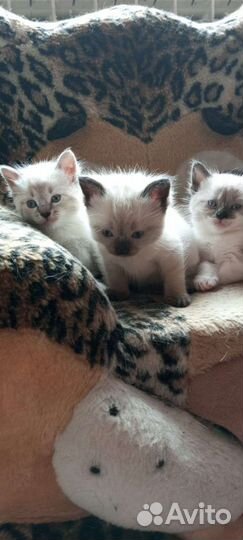 Тайские котята