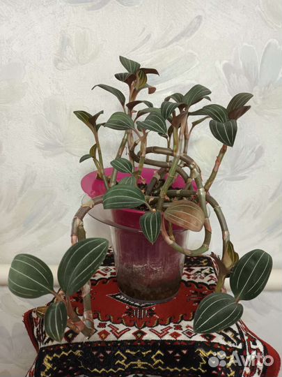 Лудизия драгоценная орхидея