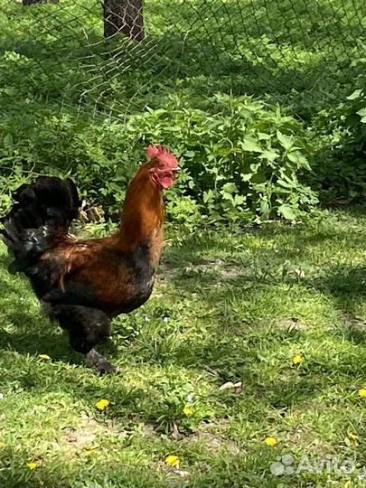 Молодые петухи