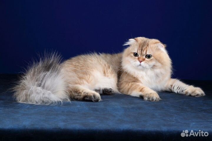 Вязка с шотландским вислоухим