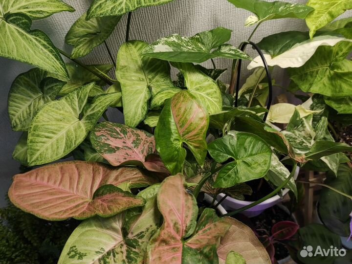 Сингониумы разные