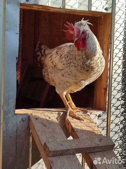 Продам петуха Легбара кремовый