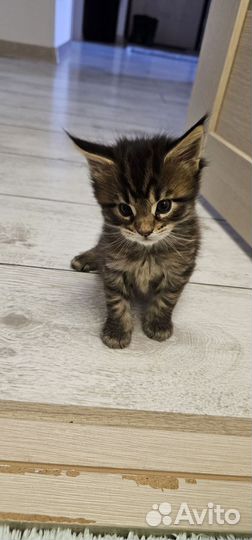 Котята мейн-кун