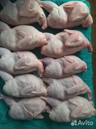 Свежее мясо и яйца перепела