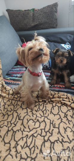 Йоркширский терьер щенки