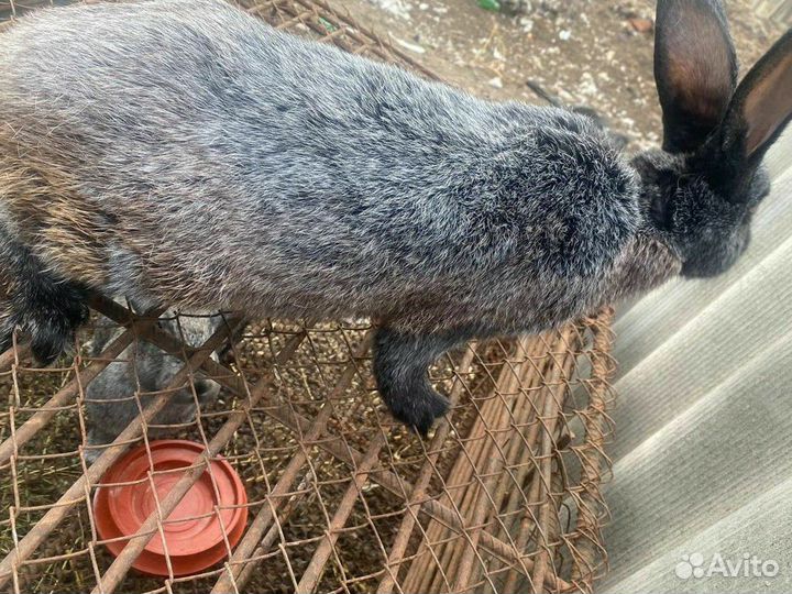 Кролик Полтавское серебро