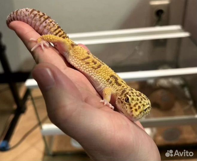 Террариум вместе с эублефаром