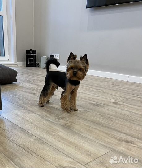 Йоркширский терьер вязка мальчик