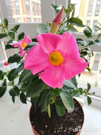 Комнатные растения цветы. Дипладения