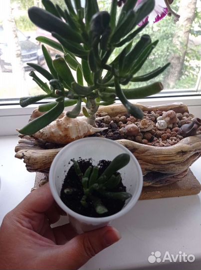 Толстянка хоббит (крассула)