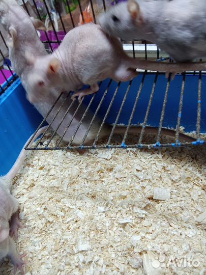 Крыса сфинкс