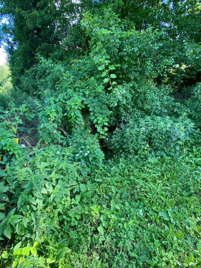 Дом 56 м² на участке 26 сот.