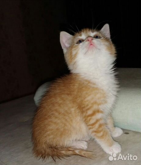 Трехцветный котенок девочка
