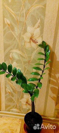 Замиокулькас, Глоксиния