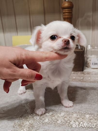 Жемчужинка