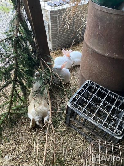 Калифорнийские кролики