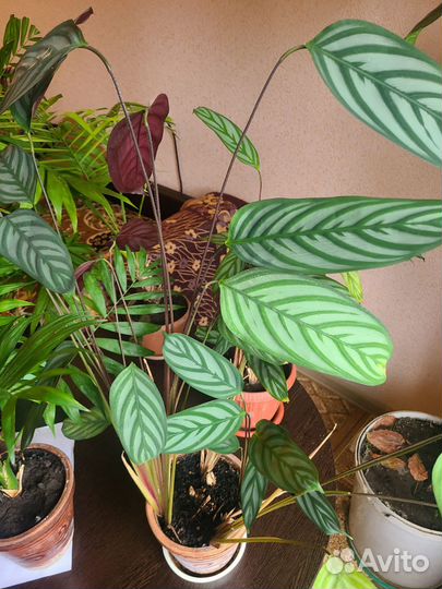 Комнатные цветы