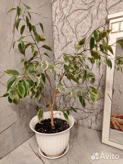 Фикус Бенджамина