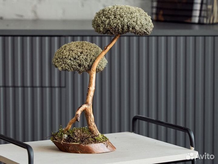 Дерево из мха цетрарии