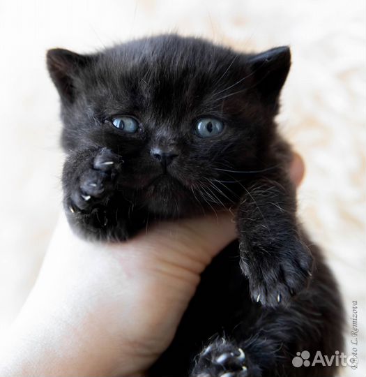 Черный кот британец