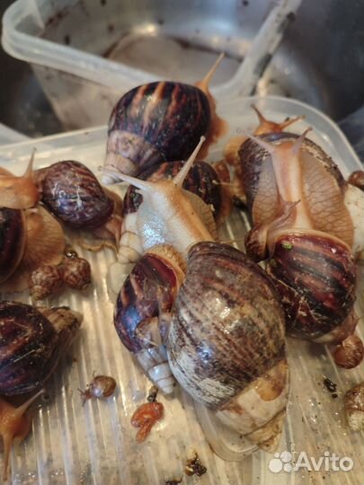 Улитки ахатины