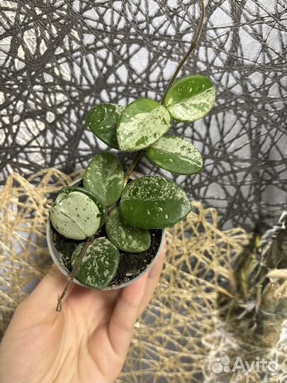 Хойя матильда сплеш