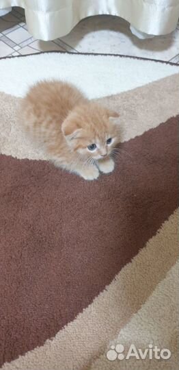 Отдам катенка в добрые руки