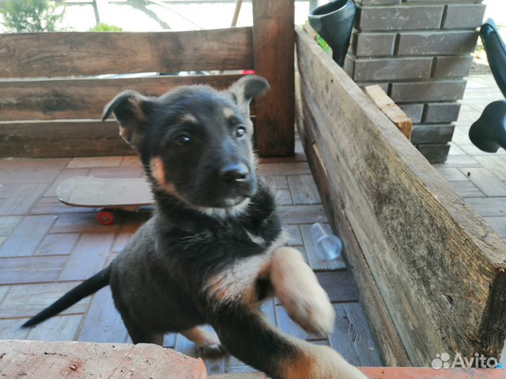 Восточноевропейская овчарка