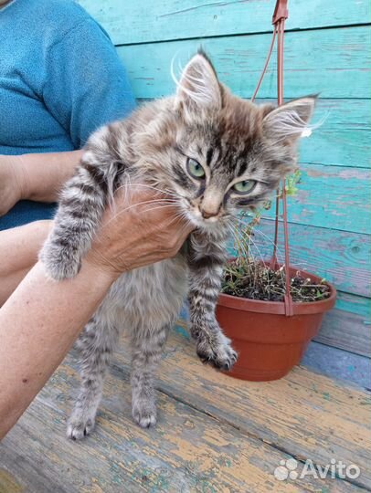 Котёнок, мальчик, 3 мес