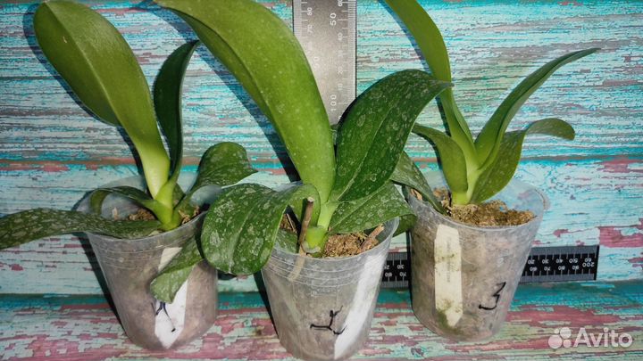 Орхидея Фаленопсис