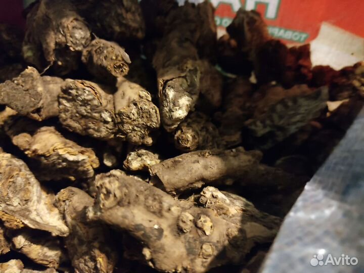 Молочай(мужик-корень)