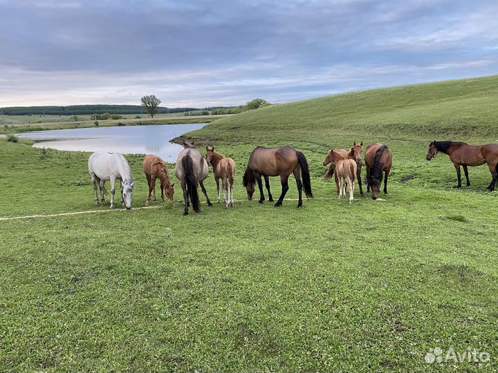 Продажа лошадей