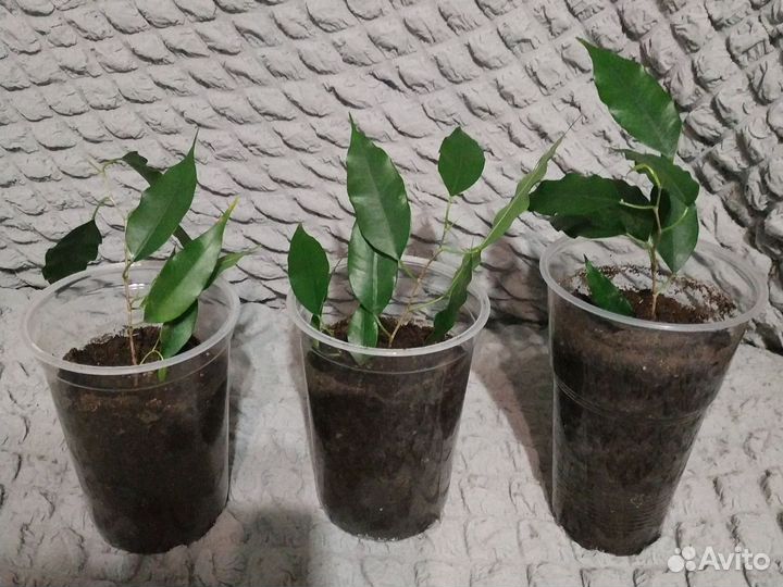 Фикус бенджамина