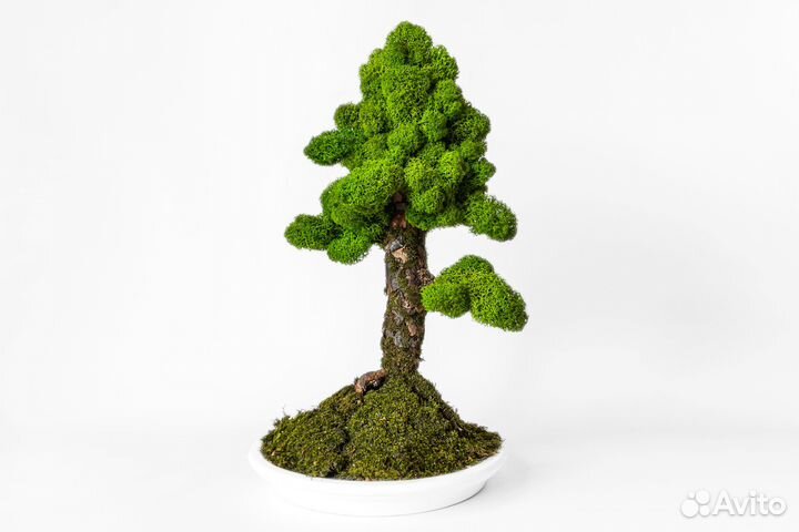 Бонсай сосна