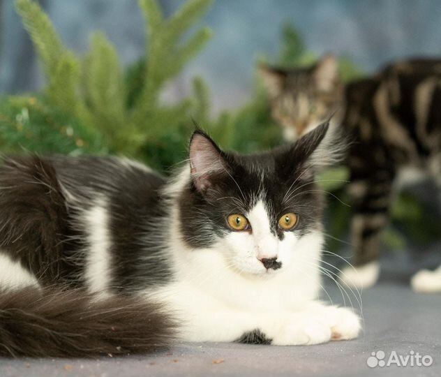 Котик в добрые руки