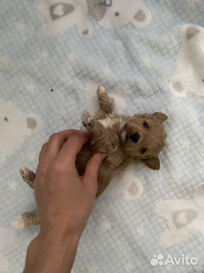 Мальтипу f1 Девочка карамелька