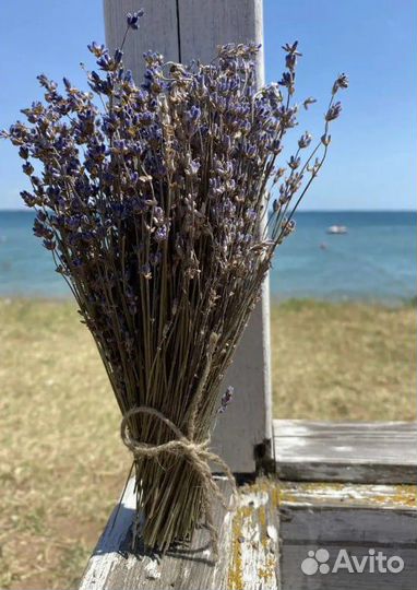 Сухоцветы для декора лаванда сушеная Крымская