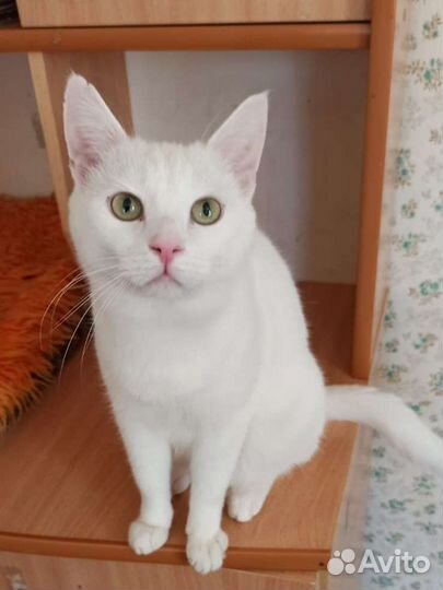 Котик в добрые руки