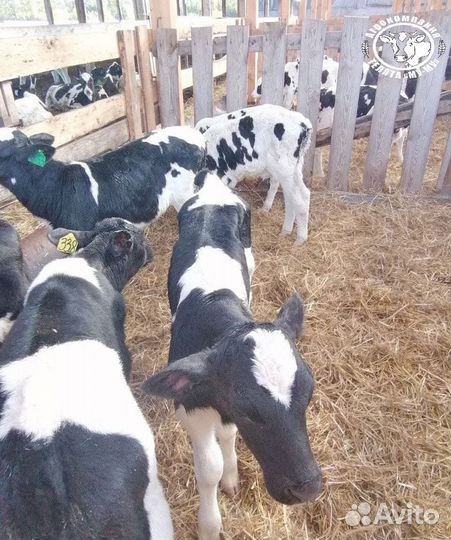 Бычки и телята