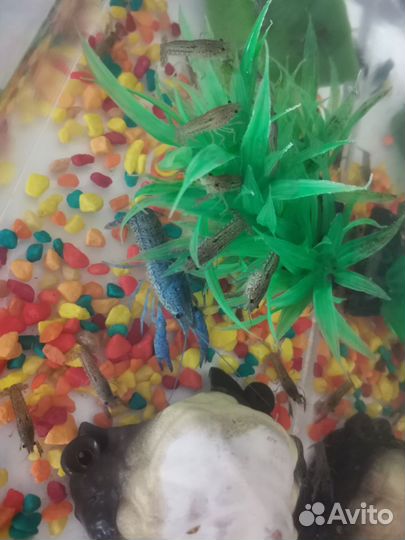 Аквариумные раки