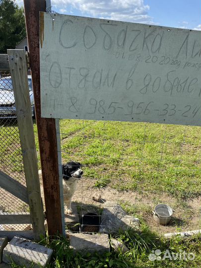 Отдается собачка в добрые руки