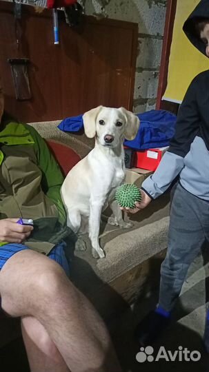 Найдена собака