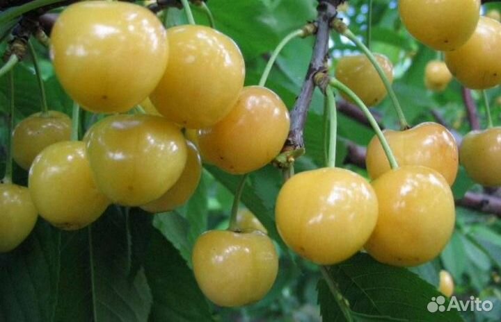 Саженцы черешни с закрытой корневой