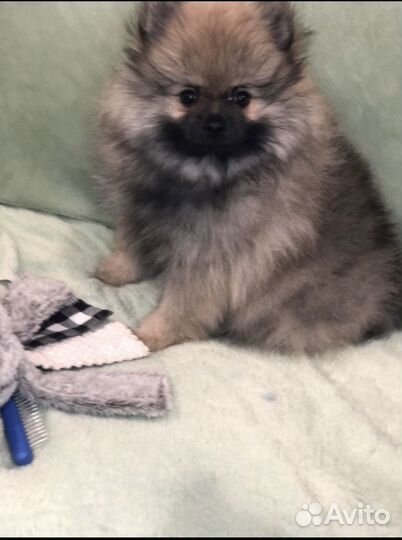 Щенки шпица девочки