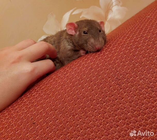 Передержка декоративных крыс
