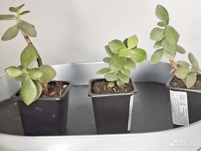 Домашние цветы толстянка денежное дерево